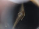 Extreme close-up of the Michel Herbelin logo on the black dial, showing fine detail.