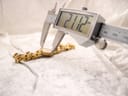 Digital caliper measuring the watch case diameter at 21.2mm, with the watch lying on a textured surface.