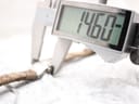 Digital caliper measuring the width of the Gucci 8600L watch case, displaying a reading of 14.60 mm.