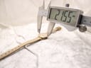 Digital caliper measuring the case diameter of the Gucci 2000L watch, displaying 21.55 mm.